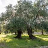 Va subito detto che anche se comunemente con �termite� ci riferiamo all�oliva, in realt� questo � il nome della cultivar, ovvero la pianta. Il frutto va invece chiamato �oliva dolce di Bitetto"